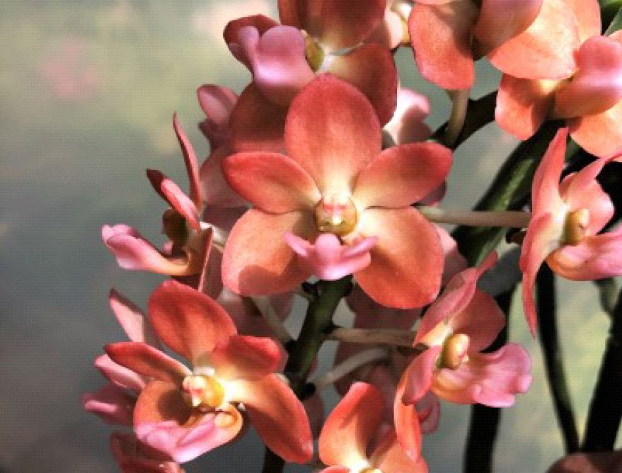 Orchid Seedling 50mm Pot Size - Rhyncostylis gigantea  'orange' - Species