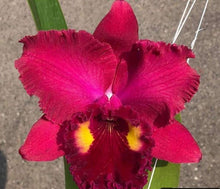 Load image into Gallery viewer, Orchid Seedling  50mm Pot Size - Cattleya Anchung Ruby