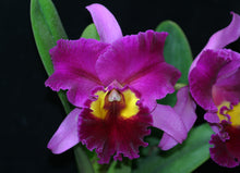 Load image into Gallery viewer, Orchid Seedling 50mm Pot size - Cattleya Dick Smith &#39;Dark Beauty&#39;
