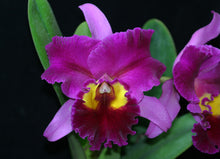 Load image into Gallery viewer, Orchid Seedling 50mm Pot size - Cattleya Dick Smith 'Dark Beauty'