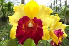 Load image into Gallery viewer, Orchid Seedling 50mm Pot Size - Cattleya Pattra Delight