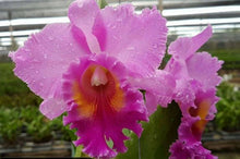 Load image into Gallery viewer, Orchid Seedling  50mm Pot Size - Cattleya Pink Diamond x Chia Lin
