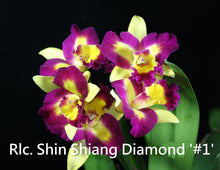 Load image into Gallery viewer, Orchid Seedling  50mm Pot Size - Cattleya Shin Shiang Diamond x Hsinying Little Mary