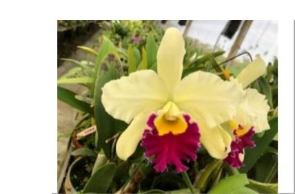 Orchid Seedling  50mm Pot Size - Cattleya Rlc Pratum Green