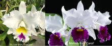 Load image into Gallery viewer, Flask - Cattleya Liou Hope Nan Chou x Melody Fair Carol