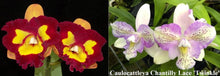 Load image into Gallery viewer, Orchid Seedling 50mm Pot Size - Cattleya Jhong Sin Panda 'Kinmen' x Chantilly Lace 'Twinkle'