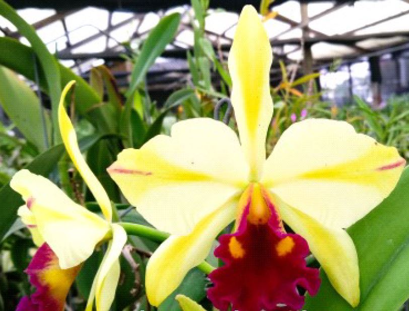 Orchid Seedling  50mm Pot Size - Cattleya Fu Shu Glory x Hsinying Pachi Pachi