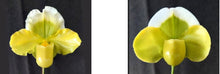 Load image into Gallery viewer, Flask - Paphiopedilum Paph Shun-Fa Magic - Slipper Orchid