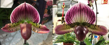 Load image into Gallery viewer, Flowering Size Orchid - Paphiopedilum Doya Impulse x Hsinying Leopard