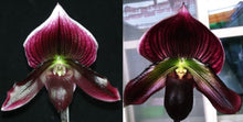 Load image into Gallery viewer, Flowering Size Orchid - Paphiopedilum Hsinying Yahoo x Doya You Beautiful