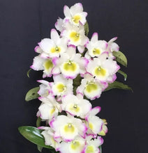 Load image into Gallery viewer, Orchid Seedling 50mm Pot size - Dendrobium Green Diamond softcane
