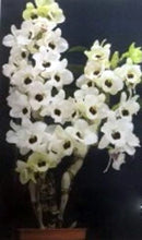Load image into Gallery viewer, Flask - Dendrobium Nobile Tian Mu Diamond 2 Soft Cane