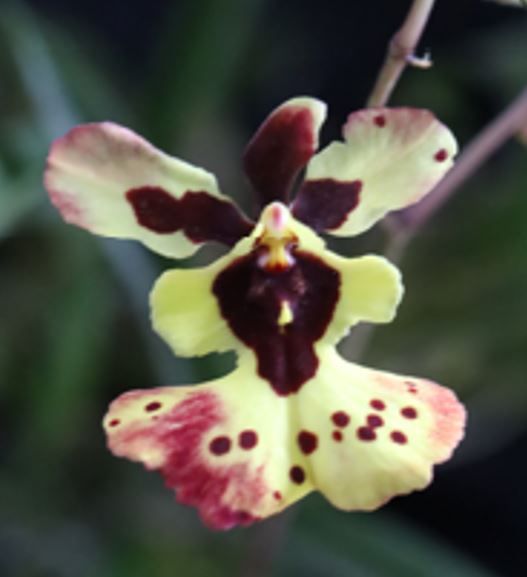 Orchid Seedling 50mm Pot size - Oncidium Tolumnia Jairak Flyer Rainbow