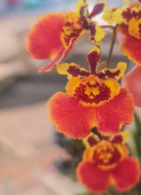 Load image into Gallery viewer, Orchid Seedling 50mm Pot size - Oncidium Tolumnia Jairak Flyer &#39;orange/red x Golden Sunray
