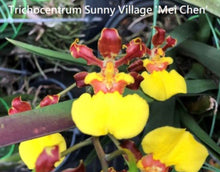 Load image into Gallery viewer, Flask - Oncidium Onc. (Trichocentrum) Sunny Village 'Mei Chen' (Skulleta x splendidum)
