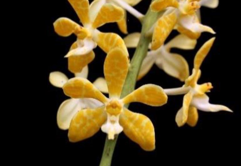 Flask - Trichoglottis ionosma var flava x sib Species