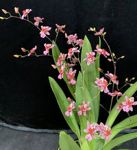 Load image into Gallery viewer, Flowering Size Plant - Oncidium Tsiku Marguerite 'Pink Fantasy'