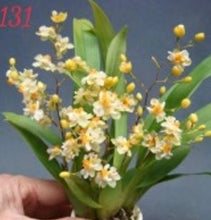 Load image into Gallery viewer, Orchid 50mm Pot Size - Oncidium Twinkle 'White'