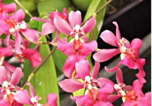 Load image into Gallery viewer, Orchid 50mm Pot Size - Oncidium Twinkle 'Red Fantasy'