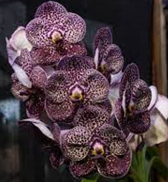 Orchid Seedling 50mm Pot size - Vanda Kulvadee Fragrant Black