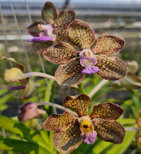 Load image into Gallery viewer, Orchid Seedling 50mm Pot size - Vanda Mini Palmer