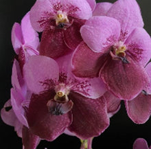 Load image into Gallery viewer, Orchid Seedling 50mm Pot size - Vanda Kaseam Boonchu x Tawi Suksa