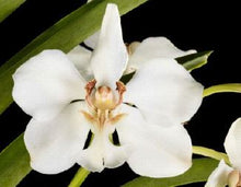 Load image into Gallery viewer, Flask - Vanda barnesii - Species