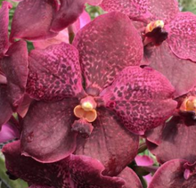 Load image into Gallery viewer, Orchid Seedling 50mm Pot size - Vanda Majik Fancy