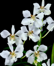 Load image into Gallery viewer, Flask - Vanda mariae x barnesii