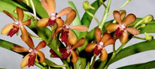 Load image into Gallery viewer, Flask - Vanda Rumrill (cristata x curvifolia)