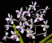Load image into Gallery viewer, Orchid Seedling 50mm Pot size - Vanda perplexa x lilacina