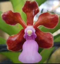 Load image into Gallery viewer, Orchid Seedling 50mm Pot size - Vanda Holcoglossum subulifolium x V limbata