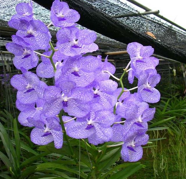 Orchid Seedling 50mm Pot Size - Vanda coerulea - Species