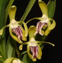 Load image into Gallery viewer, Flask - Vanda foetida x cristata