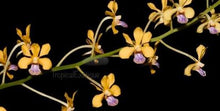 Load image into Gallery viewer, Flask - Vanda testacea - Species