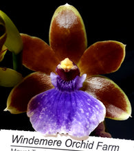 Load image into Gallery viewer, Orchid 50mm Pot Size - Oncidium Zygo Dragon Kitten 'Purr'