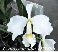 Load image into Gallery viewer, Flask - Cattleya mossiae alba 'OT188' x self  species