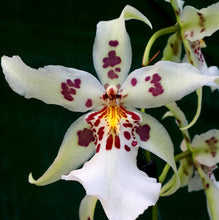 Load image into Gallery viewer, Orchid 50mm Pot Size - Oncidium Beallara Tahomia Glacier Green