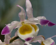 Load image into Gallery viewer, Orchid Seedling 50mm Pot Size - Dendrobium crystallinium - Species