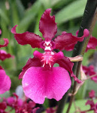 Load image into Gallery viewer, Orchid 50mm Pot Size - Oncidium Sharry Baby 'Red Fantasy'