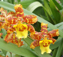 Load image into Gallery viewer, Flask - Oncidium Wilsonara Pacific Passage 'Handsome'