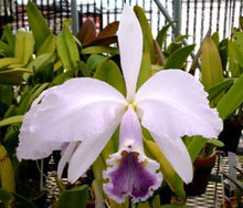 Load image into Gallery viewer, Flask - Cattleya gaskelliana coerulea 'Aida'
