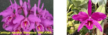 Load image into Gallery viewer, Flask - Cattleya maxima x sib  (Gorgeous x Vini rubra)