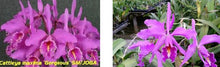 Load image into Gallery viewer, Flask - Cattleya maxima tipo x sib  (Gorgeous x Long Spike)