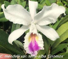 Load image into Gallery viewer, Flask - Cattleya mendellii semi alba Gnomos