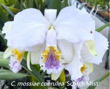 Load image into Gallery viewer, Flask - Cattleya mossiae coerulea (Scotch Mist x Wilson Select) species
