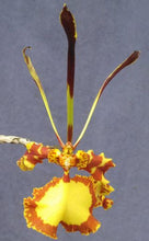 Load image into Gallery viewer, Flask - Oncidium (Psy) Mendenhall 'Hildos' FCC/AOS