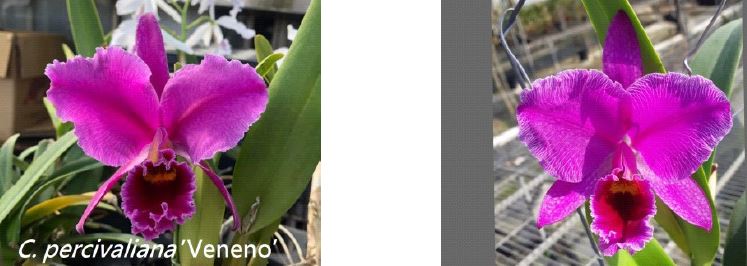 洋蘭原種カトレアC percivaliana (rubra)Veneno(3.5) 洋蘭原種カトレアCpercivaliana (rubra)Veneno(3.5)バック吹き