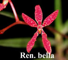 Load image into Gallery viewer, Orchid Seedling 50mm Pot size - Vanda Renanthera bella x John Losgar