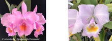 Load image into Gallery viewer, Flask - Cattleya schroederae (Madame de Pompadour x Copacapana)